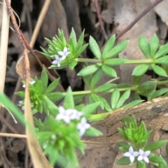 Sherardia arvensis (Field Madder) at Yass River, NSW - 2 Oct 2022 by SenexRugosus