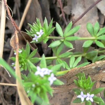 Sherardia arvensis (Field Madder) at Yass River, NSW - 2 Oct 2022 by SenexRugosus