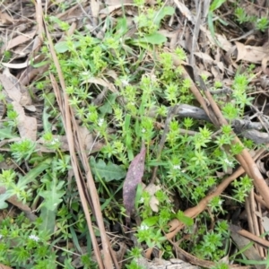 Sherardia arvensis at Yass River, NSW - 2 Oct 2022