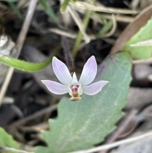 Caladenia fuscata at Bruce, ACT - 2 Oct 2022