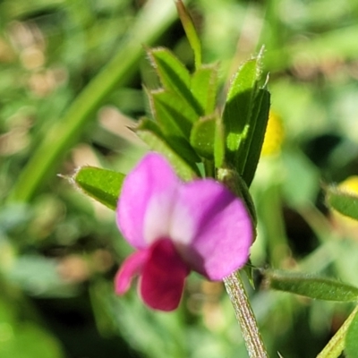 Vicia sativa subsp. nigra (Narrow-leaved Vetch) at Surfside, NSW - 2 Oct 2022 by trevorpreston