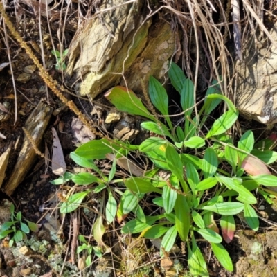 Plantago hispida (Hairy Plantain) at Surfside, NSW - 2 Oct 2022 by trevorpreston