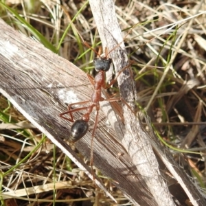 Myrmecia nigriceps at Kambah, ACT - 2 Oct 2022