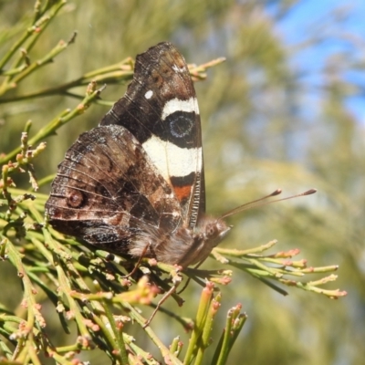 Vanessa itea (Yellow Admiral) at Mount Taylor - 2 Oct 2022 by HelenCross