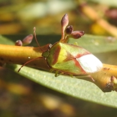 Stauralia sp. (genus) (False stink bug) at Mount Taylor - 2 Oct 2022 by HelenCross