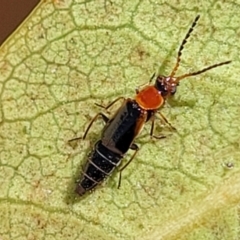 Staphylinidae (family) (Rove beetle) at Ulladulla, NSW - 2 Oct 2022 by trevorpreston