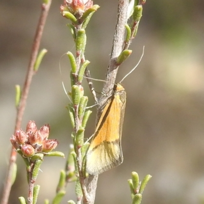 Philobota undescribed species near arabella (A concealer moth) at Kambah, ACT - 2 Oct 2022 by HelenCross
