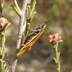 Philobota undescribed species near arabella at Kambah, ACT - 2 Oct 2022 01:55 PM