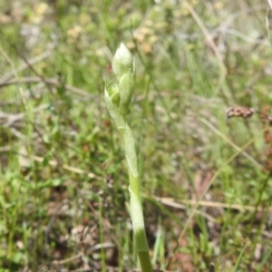 Hymenochilus sp. at Kambah, ACT - suppressed