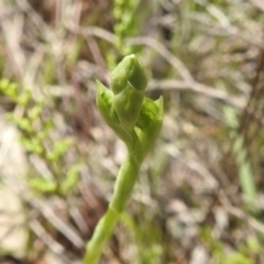 Hymenochilus sp. at Kambah, ACT - suppressed