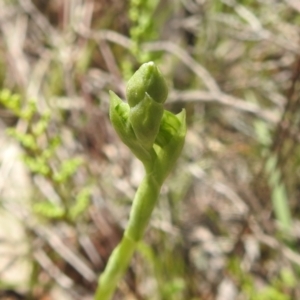 Hymenochilus sp. at Kambah, ACT - 2 Oct 2022