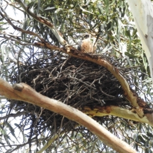 Falco longipennis at Kambah, ACT - 1 Oct 2022