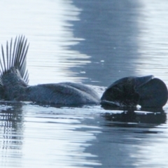 Biziura lobata (Musk Duck) at Throsby, ACT - 2 Oct 2022 by davobj