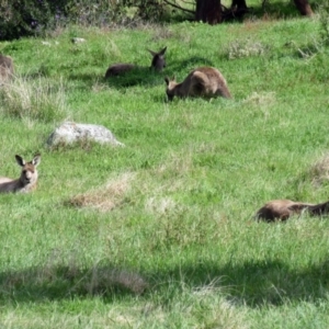 Macropus giganteus at Hawker, ACT - 2 Oct 2022 03:32 PM