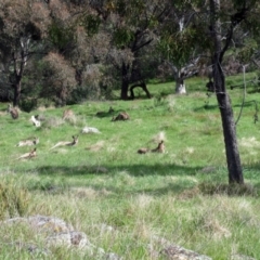 Macropus giganteus at Hawker, ACT - 2 Oct 2022 03:32 PM