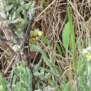 Pseudognaphalium luteoalbum at Hawker, ACT - 2 Oct 2022