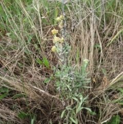 Pseudognaphalium luteoalbum at Hawker, ACT - 2 Oct 2022