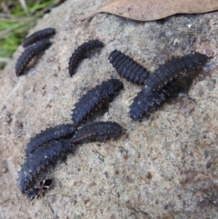 Coleoptera (order) (Unidentified Beetle) at Kambah, ACT by HelenCross