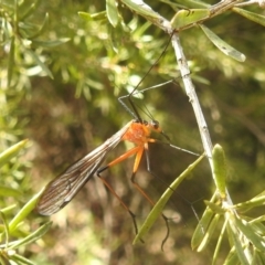 Harpobittacus australis (Hangingfly) at Mount Taylor - 2 Oct 2022 by HelenCross