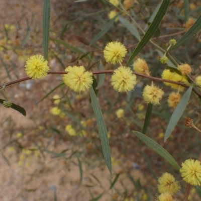 Acacia leprosa (Leper Wattle, Cinnamon Wattle) at Boorowa, NSW - 1 Oct 2022 by drakes