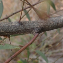 Acacia leprosa at Boorowa, NSW - suppressed