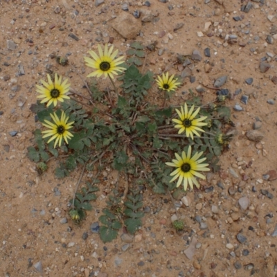 Arctotheca calendula (Capeweed, Cape Dandelion) at Boorowa, NSW - 1 Oct 2022 by drakes