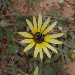 Arctotheca calendula at Boorowa, NSW - 1 Oct 2022