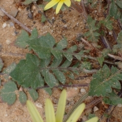 Arctotheca calendula at Boorowa, NSW - 1 Oct 2022