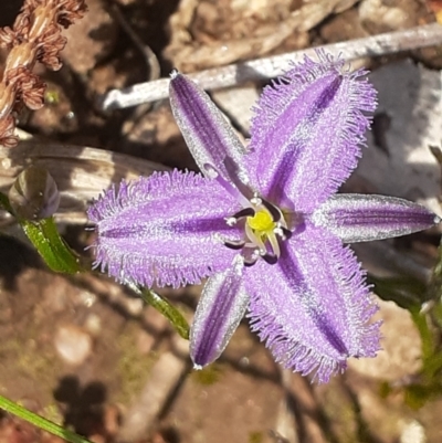 Thysanotus patersonii (Twining Fringe Lily) at Glenroy, NSW - 25 Sep 2022 by REGAN
