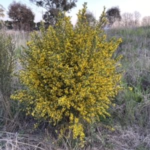 Genista monspessulana at Jerrabomberra, ACT - 2 Oct 2022