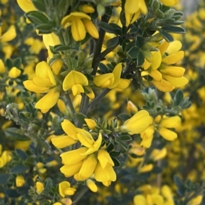 Genista monspessulana at Jerrabomberra, ACT - 2 Oct 2022