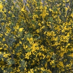 Genista monspessulana at Jerrabomberra, ACT - 2 Oct 2022