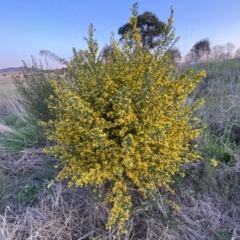 Genista monspessulana at Jerrabomberra, ACT - 2 Oct 2022