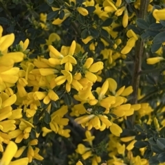 Genista monspessulana at Jerrabomberra, ACT - 2 Oct 2022