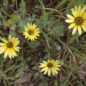 Arctotheca calendula at Godfreys Creek, NSW - 1 Oct 2022 02:16 PM