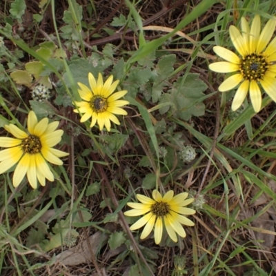 Arctotheca calendula (Capeweed, Cape Dandelion) at Godfreys Creek, NSW - 1 Oct 2022 by drakes