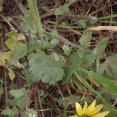 Arctotheca calendula at Godfreys Creek, NSW - 1 Oct 2022 02:16 PM