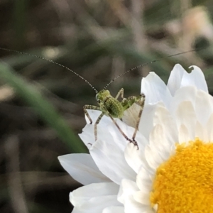 Caedicia simplex at Sutton, NSW - 2 Oct 2022