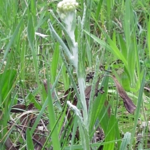 Pseudognaphalium luteoalbum at Molonglo Valley, ACT - 1 Oct 2022