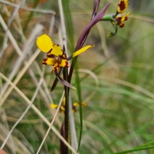 Diuris pardina at Cotter River, ACT - 2 Oct 2022