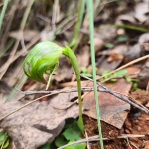 Pterostylis nutans at Cotter River, ACT - 2 Oct 2022