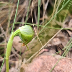 Pterostylis nutans at Cotter River, ACT - 2 Oct 2022