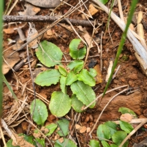 Pterostylis nutans at Cotter River, ACT - 2 Oct 2022