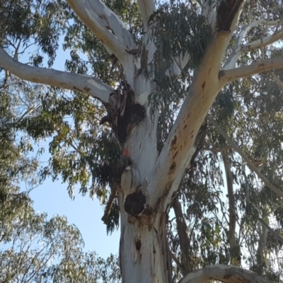 Callocephalon fimbriatum (Gang-gang Cockatoo) at Hackett, ACT - 20 Sep 2022 by glhey