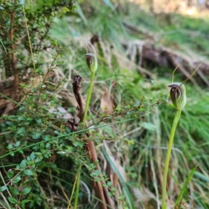 Pterostylis pedunculata at Cotter River, ACT - suppressed