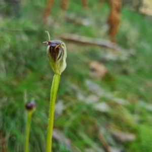 Pterostylis pedunculata at Cotter River, ACT - suppressed