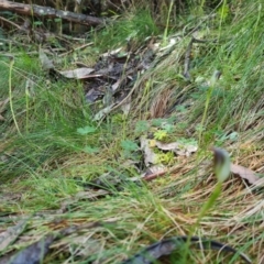 Pterostylis pedunculata at Cotter River, ACT - suppressed