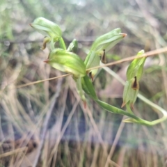 Bunochilus montanus (ACT) = Pterostylis jonesii (NSW) (Montane Leafy Greenhood) at Cotter River, ACT - 30 Sep 2022 by LukeMcElhinney