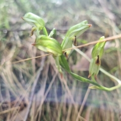 Bunochilus montanus (Montane Leafy Greenhood) at Cotter River, ACT - 30 Sep 2022 by LukeMcElhinney