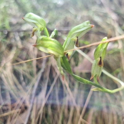 Bunochilus montanus (ACT) = Pterostylis jonesii (NSW) (Montane Leafy Greenhood) at Cotter River, ACT - 30 Sep 2022 by LukeMcElhinney